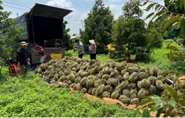 NÔNG DÂN LÀM SAO DƯỠNG TRÁI ĐỂ SẦU RIÊNG ĐẠT THU HOẠCH NHƯ MONG ĐỢI