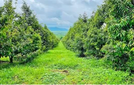 TẠI SAO PHẢI LÀM VƯỜN SẦU RIÊNG THÔNG THOÁNG